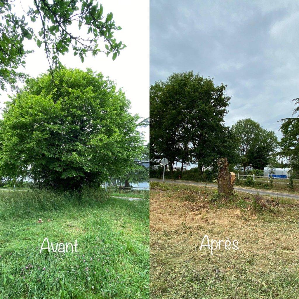 Abattage d'arbre Grandchamp des Fontaines